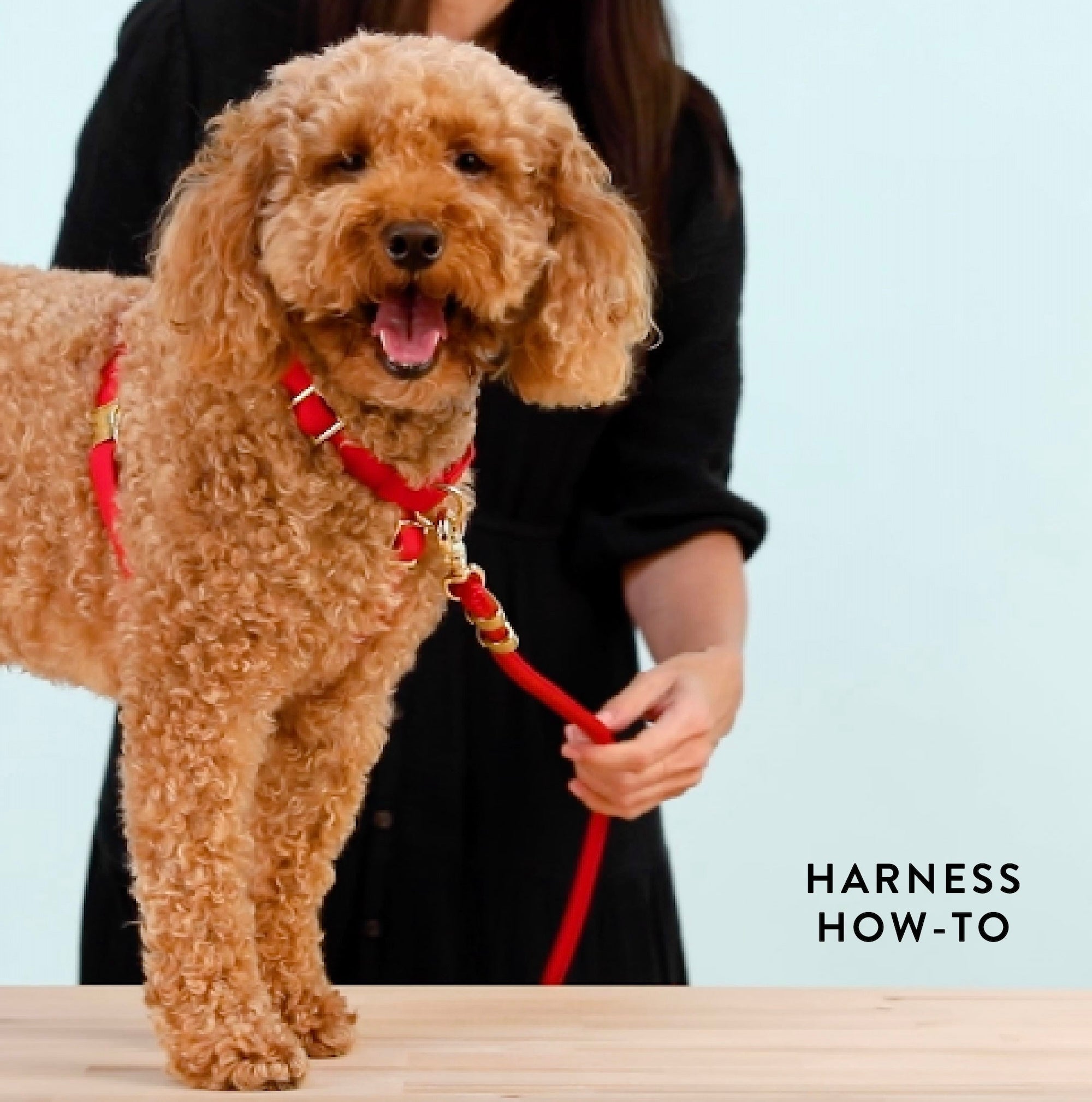 Evergreen Gingham Harness Walk Set