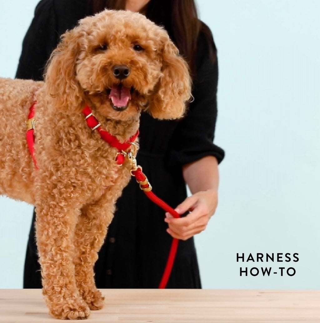 Evergreen Gingham Dog Harness