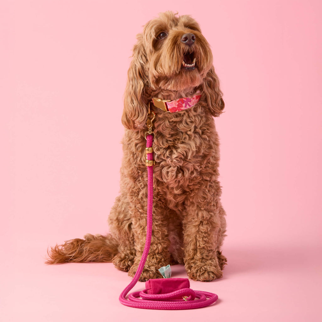 Take a Bow Collar Walk Set