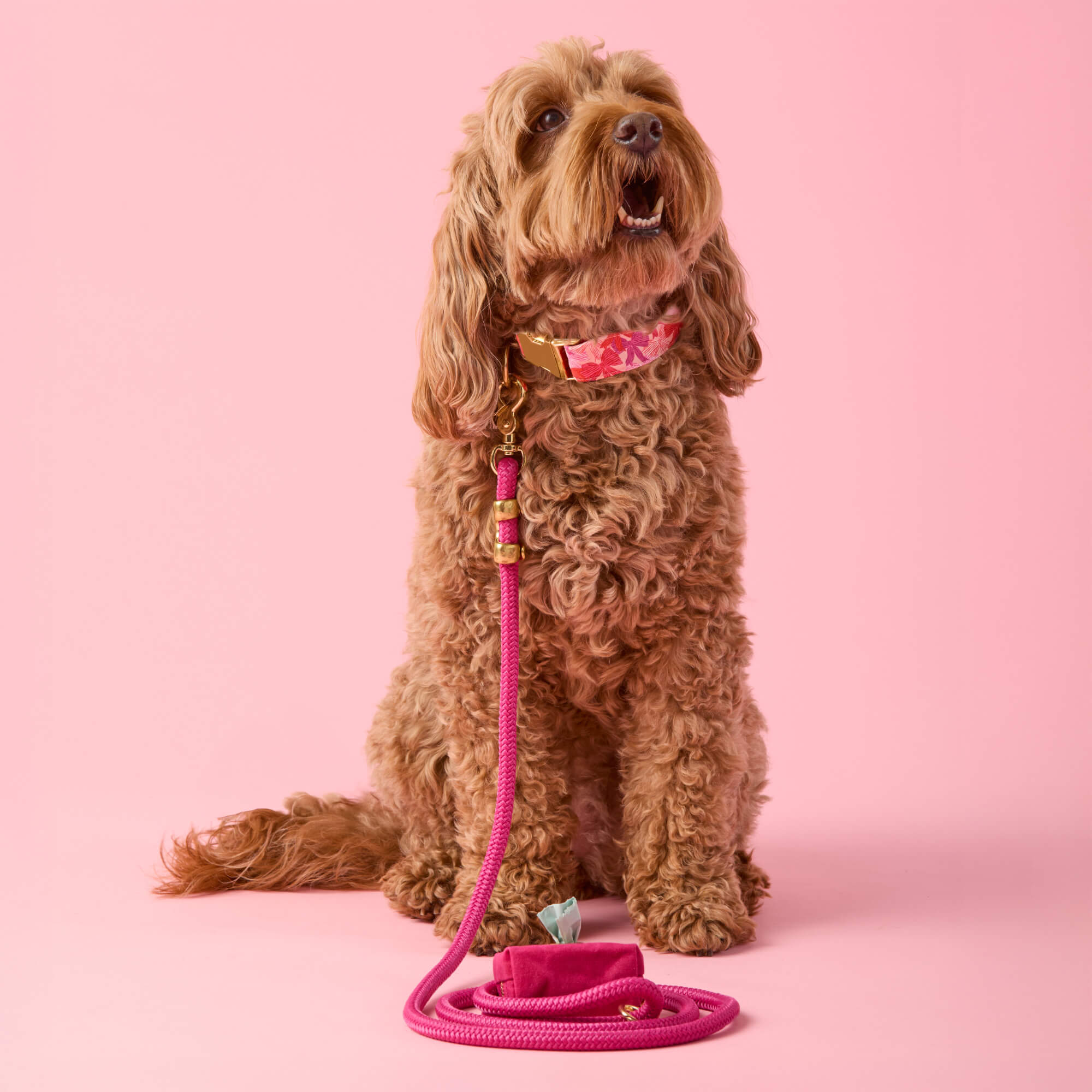 Take a Bow Collar Walk Set