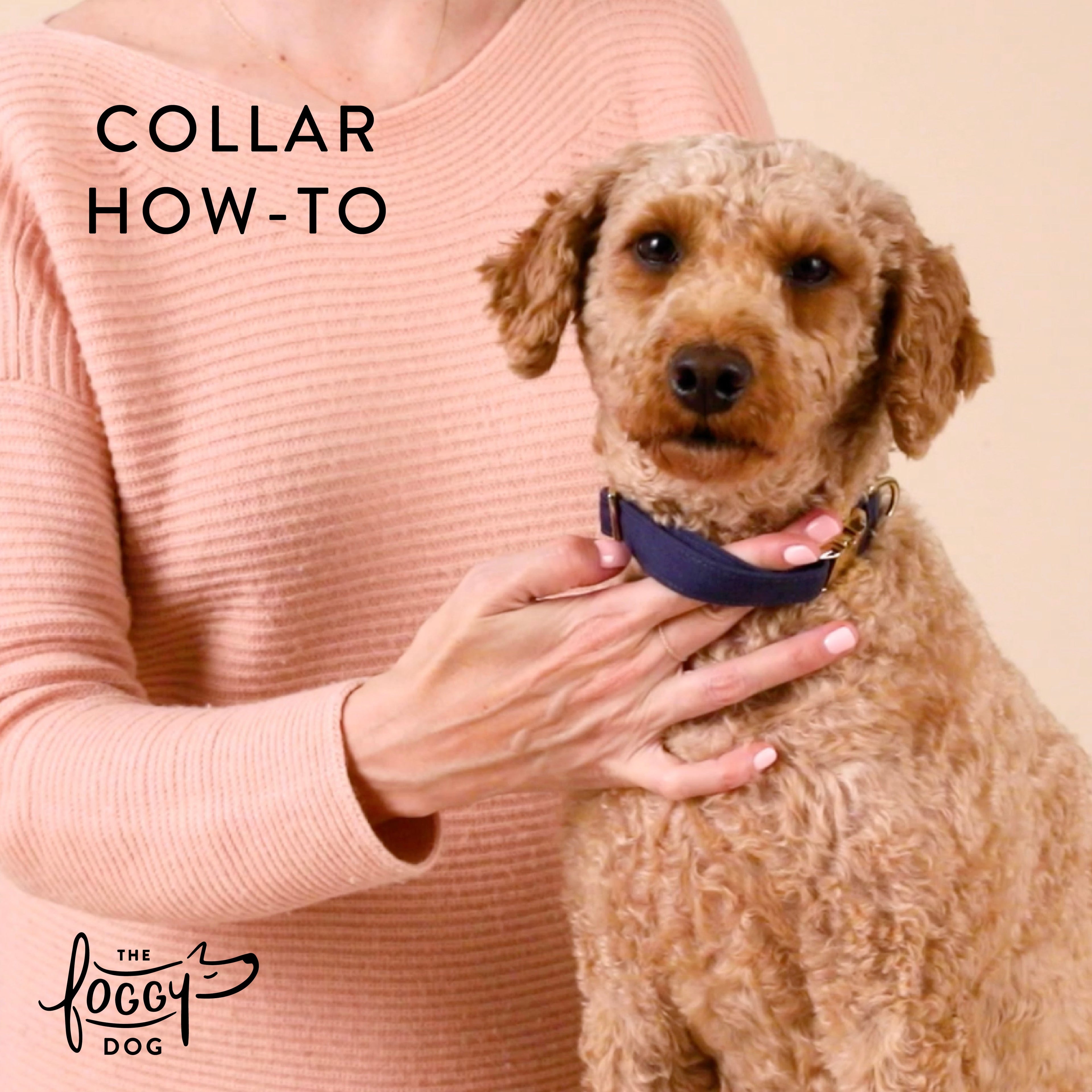Cherry Jubilee Dog Collar